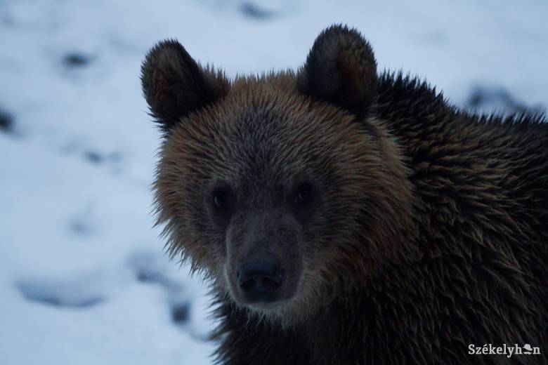 Bihar megyébe szállítják a Predealon bóklászó medvéket, Székelyföldön sem alszanak a nagyvadak