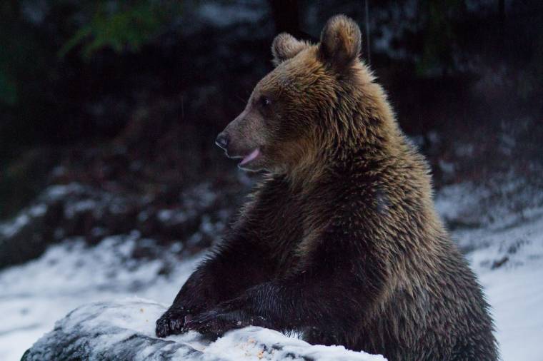 Elutasította medveügyben a Zetelaki Területtulajdonosi Társulás keresetét a táblabíróság