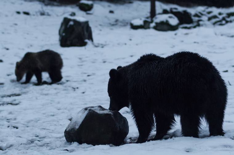 Számítani kell arra, hogy télen is aktívak lehetnek a medvék