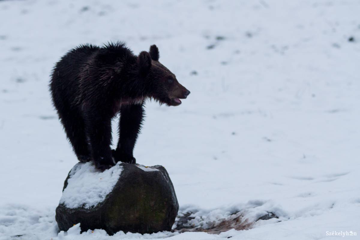 Újra aktívak a medvék, de még békén hagyják a háziállatokat