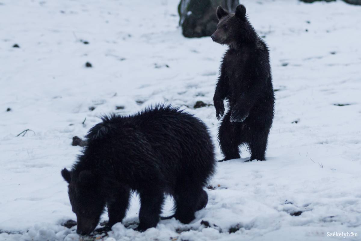 Már a sípályán is: két medve jelent meg a Predealon, petárdákkal zavarták el a csendőrök
