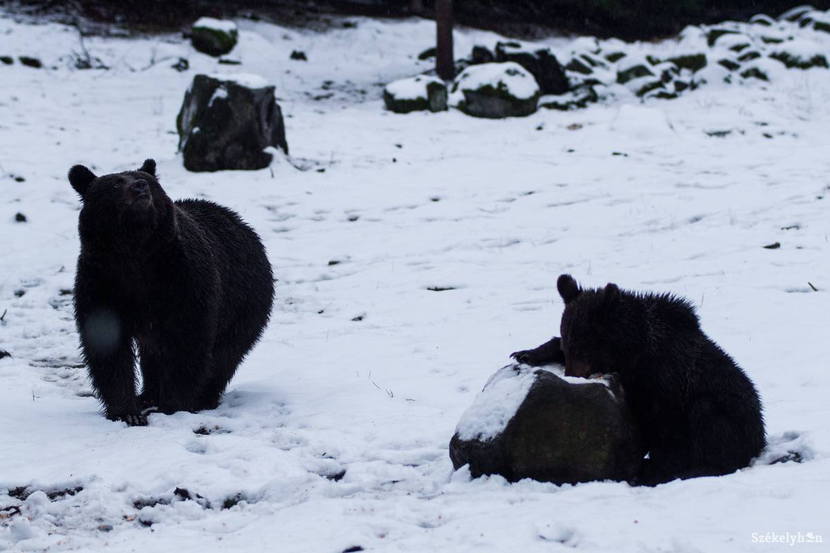 Számítani kell arra, hogy télen is aktívak lehetnek a medvék