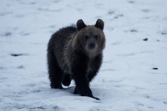 Hívatlan, de visszajáró vendégek: két medve jelent meg az egyik predeali sípályán
