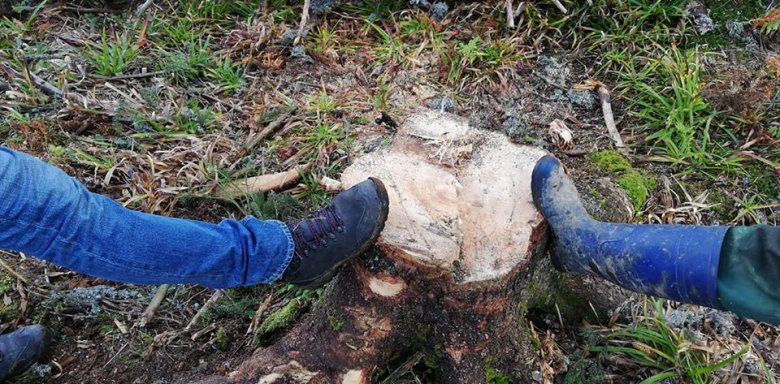 Törvényt ígér a miniszter az évszázados erdők védelmére