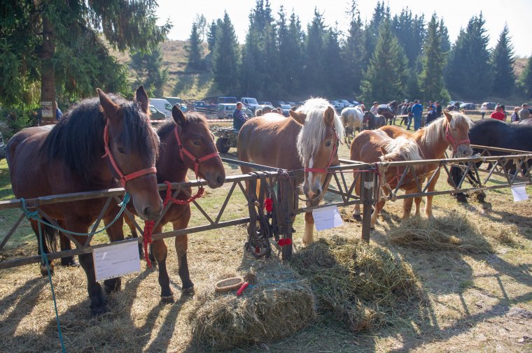 A lovak után is igényelhető lesz a területalapú mezőgazdasági támogatás
