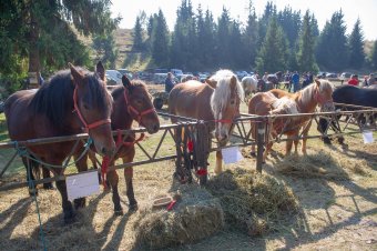 A lovak után is igényelhető lesz a területalapú mezőgazdasági támogatás