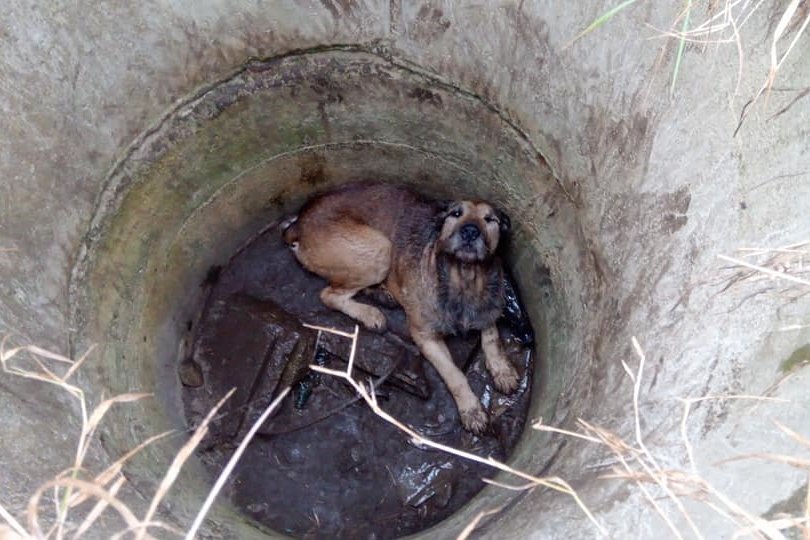 Aknába esett kutyát mentettek a tűzoltók Székelykeresztúron