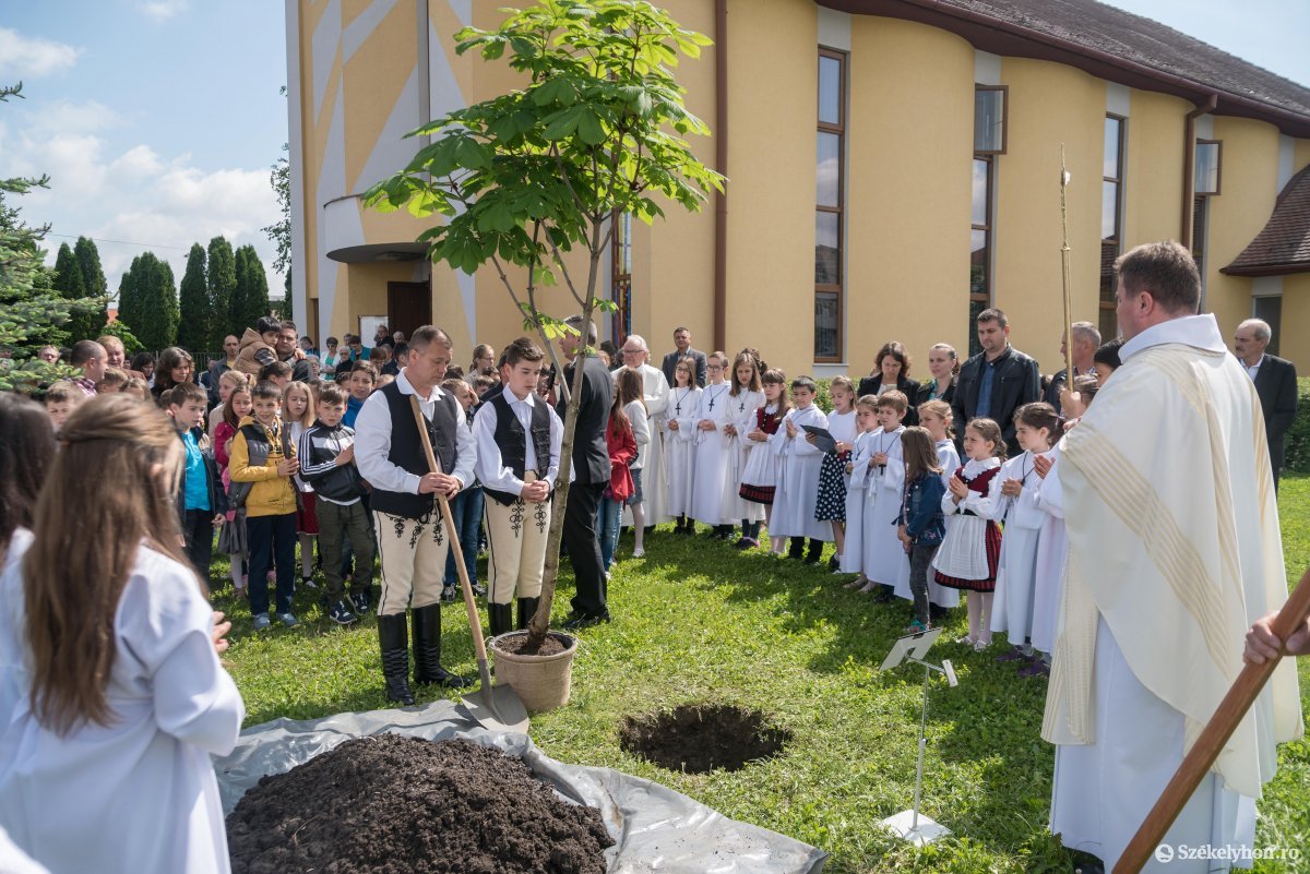 Ferenc pápa csíksomlyói látogatásának évfordulójára kivirágzott Székelyudvarhelyen az esemény emlékfája
