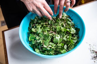 Zöldeket a zöldből! – Vitamindús, ízletes, sokféleképpen elkészíthető zöldfélék kincstárai a rétek, erdőaljak