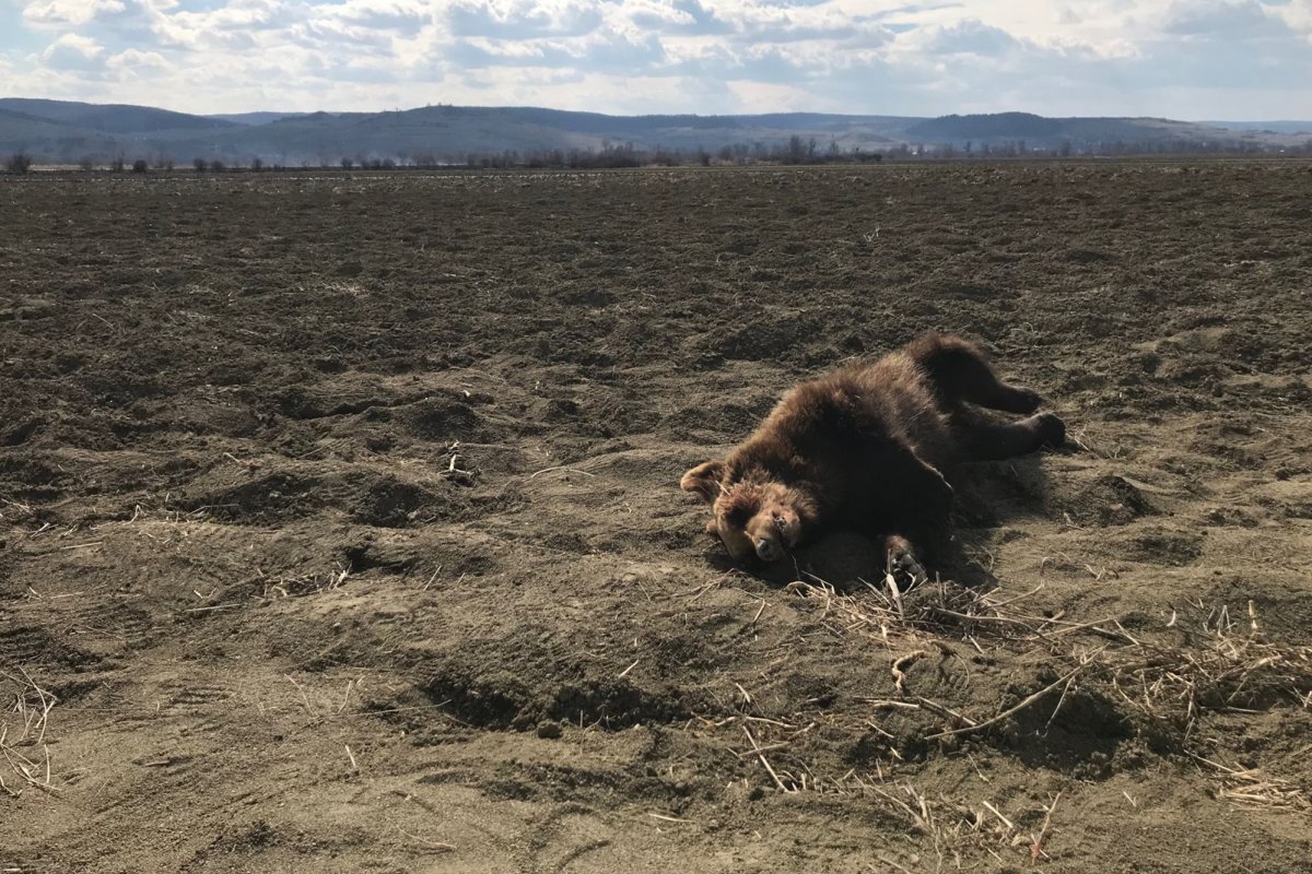 Elpusztult az Újszékely határában elgázolt medvebocs