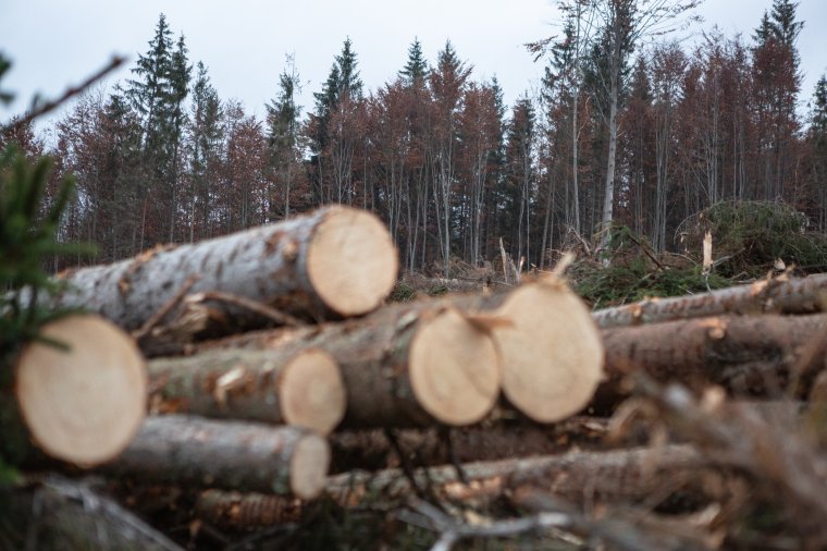 Az erdőirtások visszaszorítását célzó javaslatokat fogadott el az Európai Bizottság
