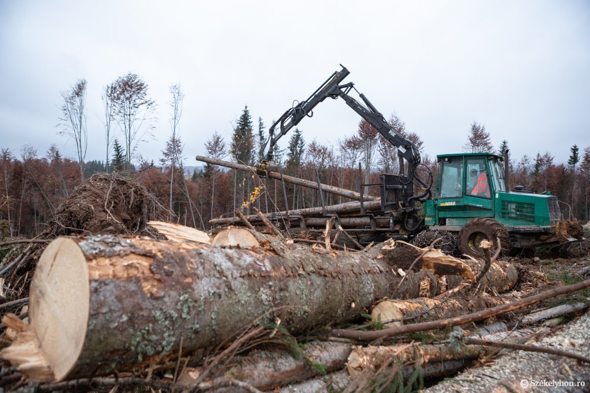 Fatolvajokat lát mindenütt, mellőzi a fenntartható erdőgazdálkodási elveket a kormány készülő erdészeti törvénye