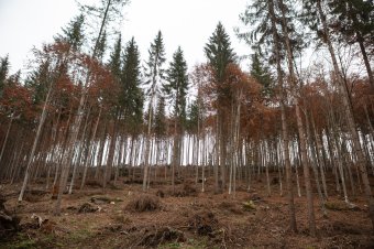 Idén 24 ezer hektár romániai erdőt „regenerálnak”, a jövőben egymilliárd eurót fordíthatnak erdőtelepítési programokra