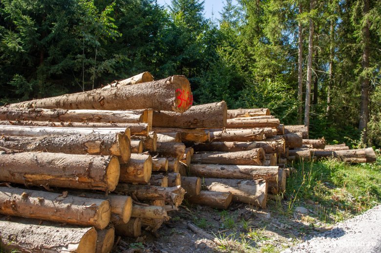 Jelentős bírságot szabtak ki néhány fakitermelő cégre Hargita megyében