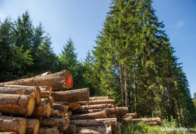Elfogadta a parlament az erdészek elleni bűncselekmények büntetését súlyosbító törvénytervezetet