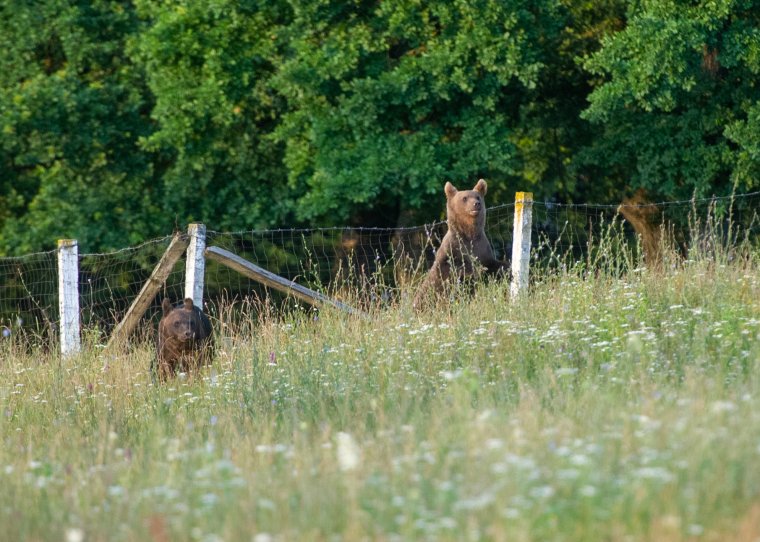 Egyre több medve csatangol Székelyudvarhelyen, két példányt áthelyeztetnének