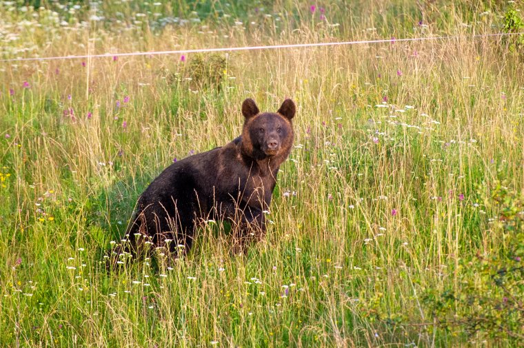 Villanypásztorokkal oldaná meg a medveproblémát a környezetvédelmi miniszter