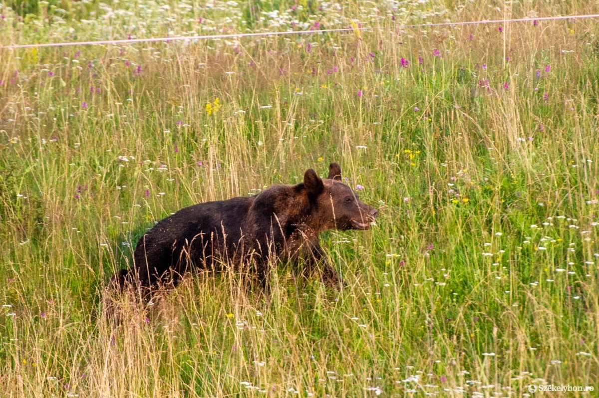 Növekvő medveveszély: néhány megye Románia állatkertje, az ország pedig Európáé