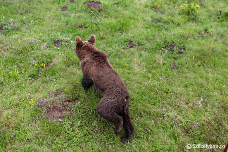 Ismét emberre támadt a medve Patakfalva határában