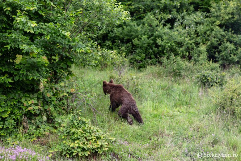 Fényes nappal támadt két gombaszedőre medve Orotvánál