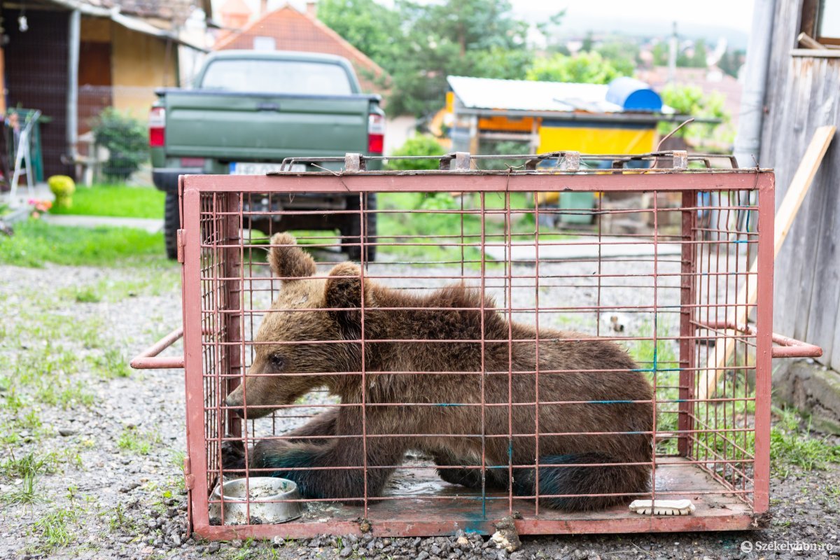 Visszaengedték az erdőbe a Székelyudvarhelyen befogott medvét