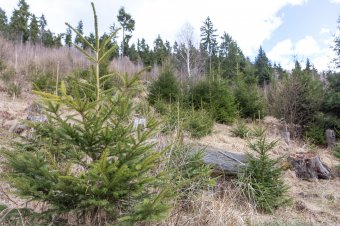Tizenháromezer hektárnyi területet erdősített újra a Romsilva 2021-ben