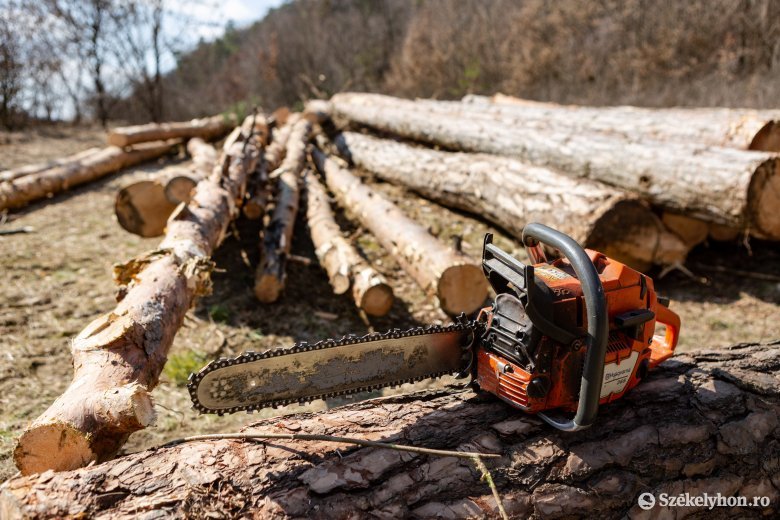 Illegális fakitermelés: egy hét alatt több mint száz ügyben indult bűnvádi eljárás