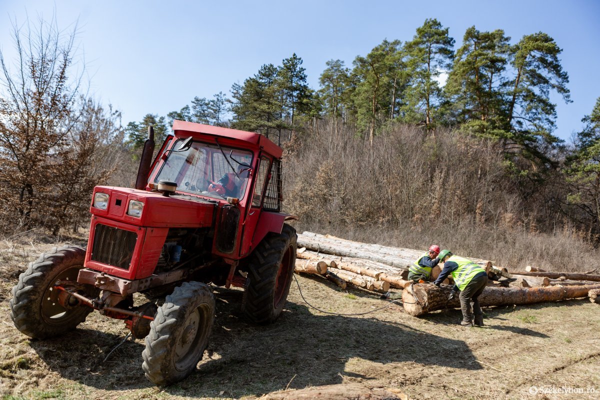 Minden eszközzel akadályozzák a romániai fakitermelést: már jóval olcsóbb az importból származó farönk a helyinél