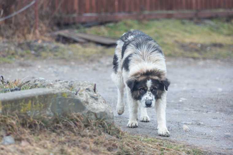 Világgá futott kutyák: sok dolguk volt a petárdázás miatt az állatvédőknek