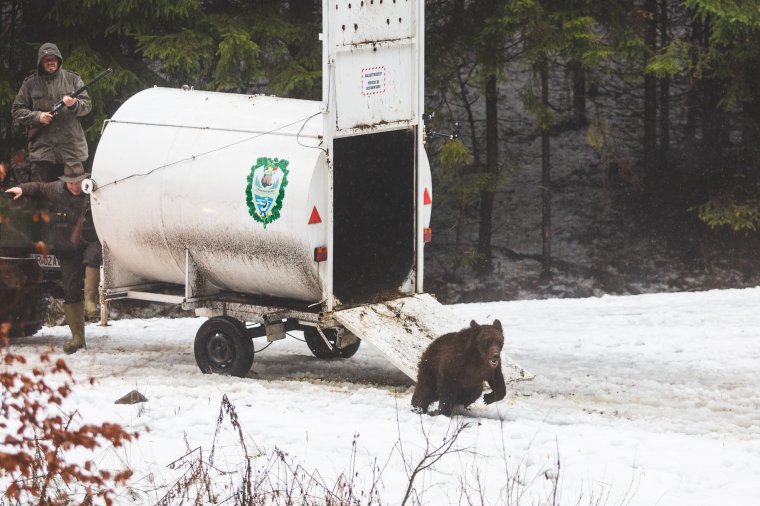 Lakott területektől távol engedték szabadon a Székelyudvarhelyen befogott medvét