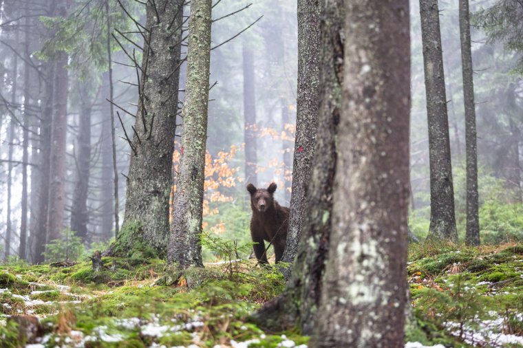 A medveállomány ritkítását sürgetik a vadászok – Az EU „megnyugtatására” készít felmérést a szakminisztérium a vadpopulációról