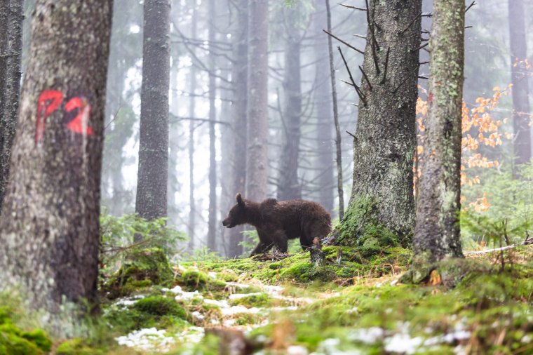 Tapasztalt vadhajtót támadott meg a medve, a társai menekítették ki a vadállat karmai közül