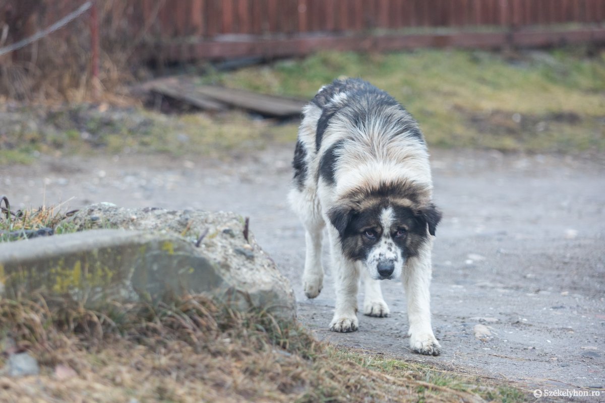 Világgá futott kutyák: sok dolguk volt a petárdázás miatt az állatvédőknek