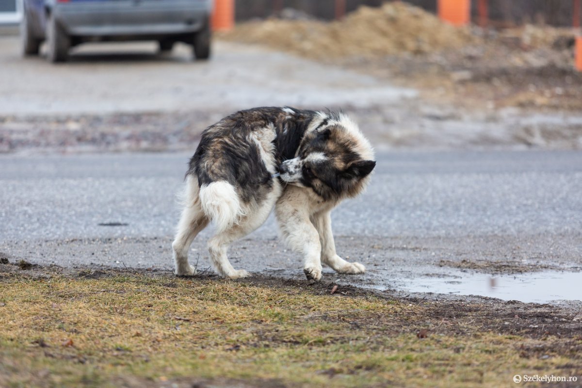 Veszettség ellen oltják a kutyákat Gyergyószentmiklóson