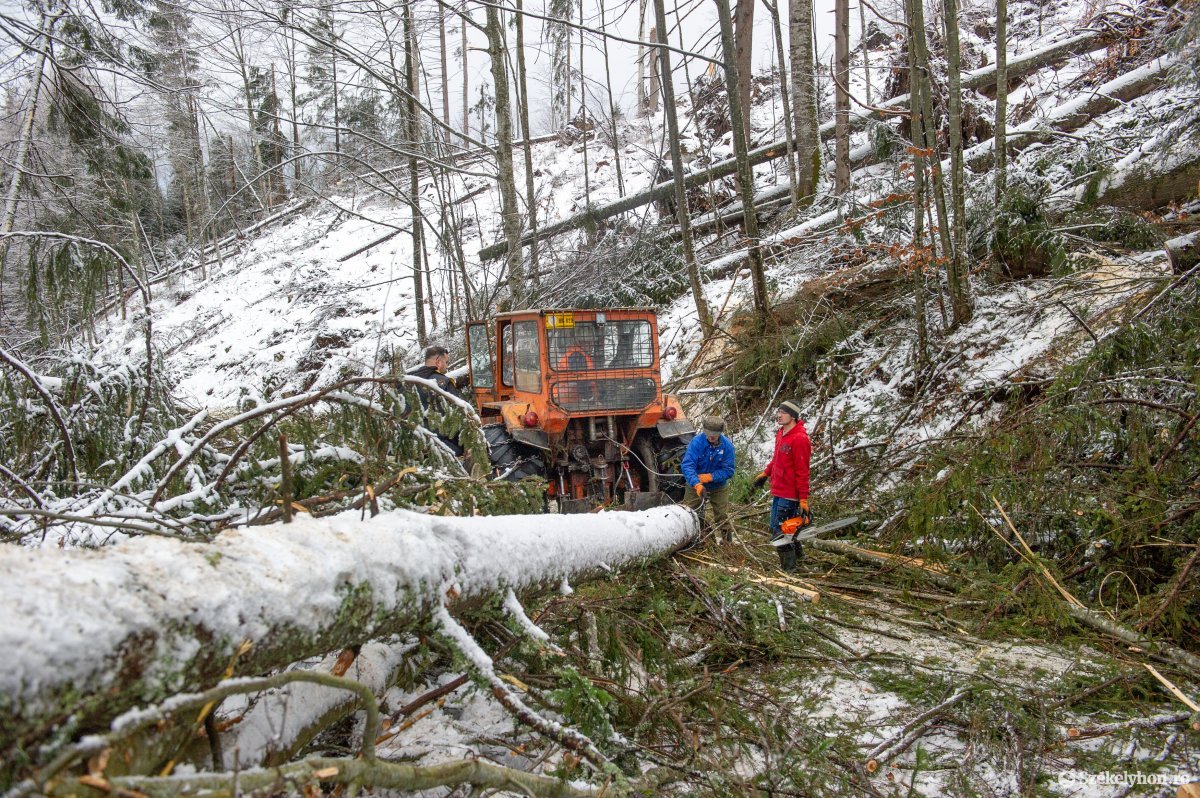 Hargita megye turistaösvényeinek jelentős része járhatatlan a viharokban kidőlt fák miatt