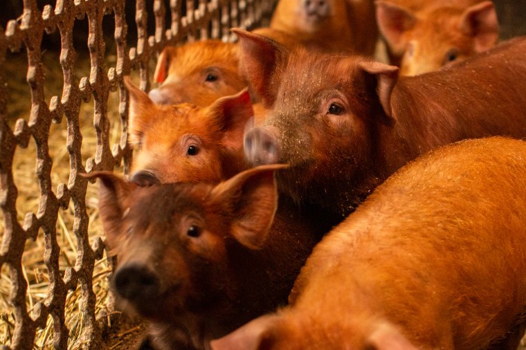 Február végéig lehet benyújtani az állatjóléti támogatási kérelmeket