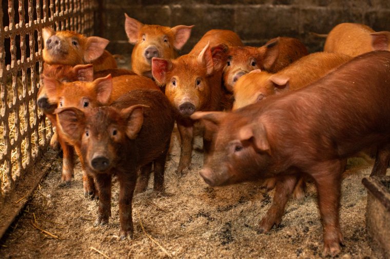 Új szabályok sertéstartó gazdáknak: tilos az állatot maradékkal etetni, az istállóba belépéskor fertőtleníteni kell a lábbelit