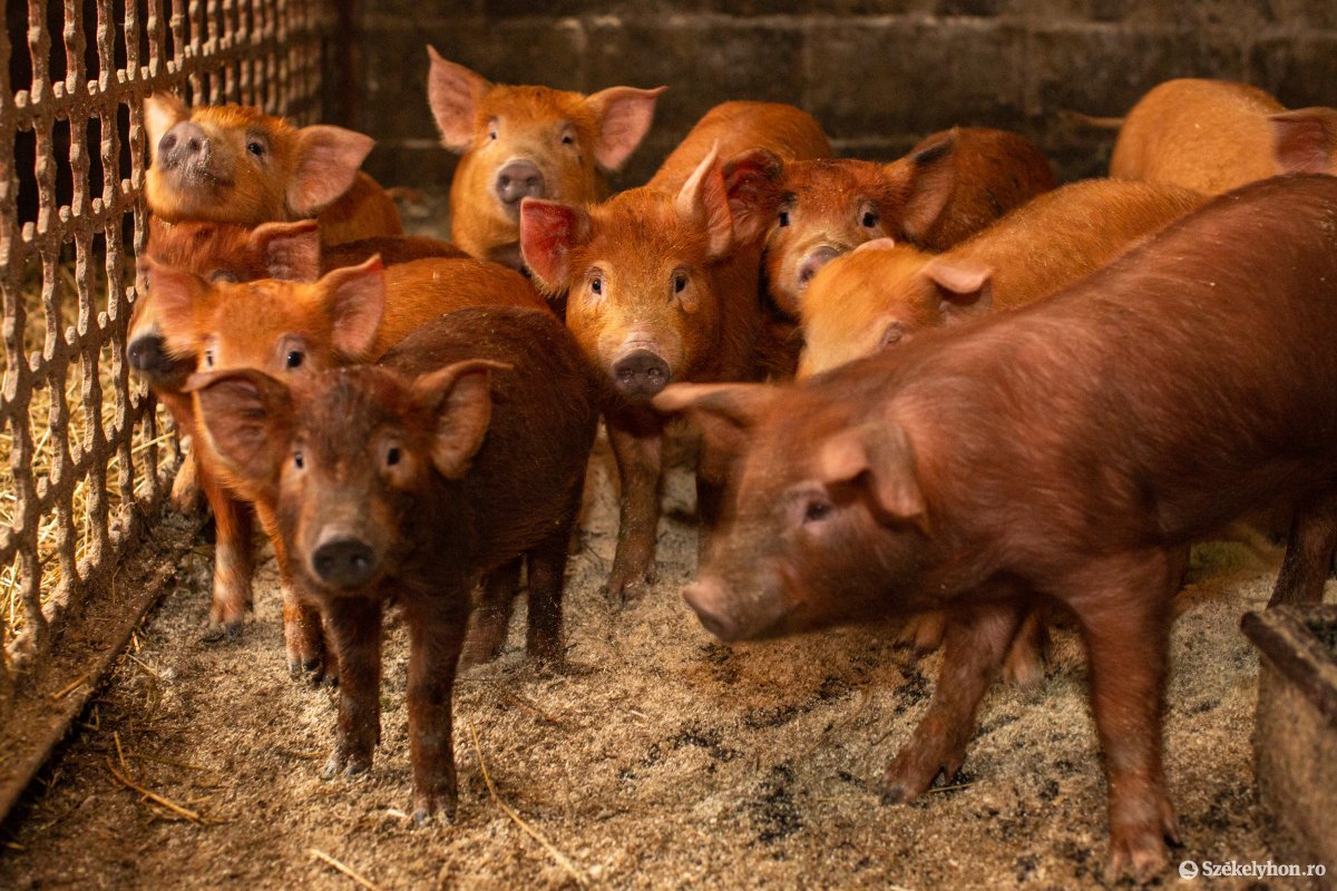 Új szabályok sertéstartó gazdáknak: tilos az állatot maradékkal etetni, az istállóba belépéskor fertőtleníteni kell a lábbelit