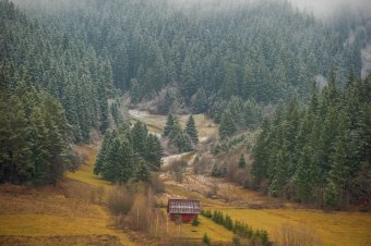 Tulajdonosi felelősségvállalás, méltányos kompenzáció: elkészült Románia erdőstratégiája