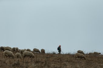 A juhtartó gazdák egyre nagyobb gondja a pásztorhiány