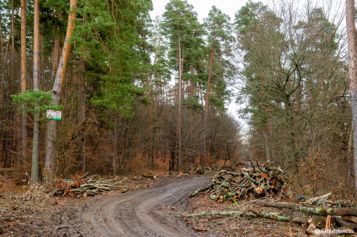 Problémát jelenthet, hogy a községi út az erdészeti hivatal leltárában is szerepel