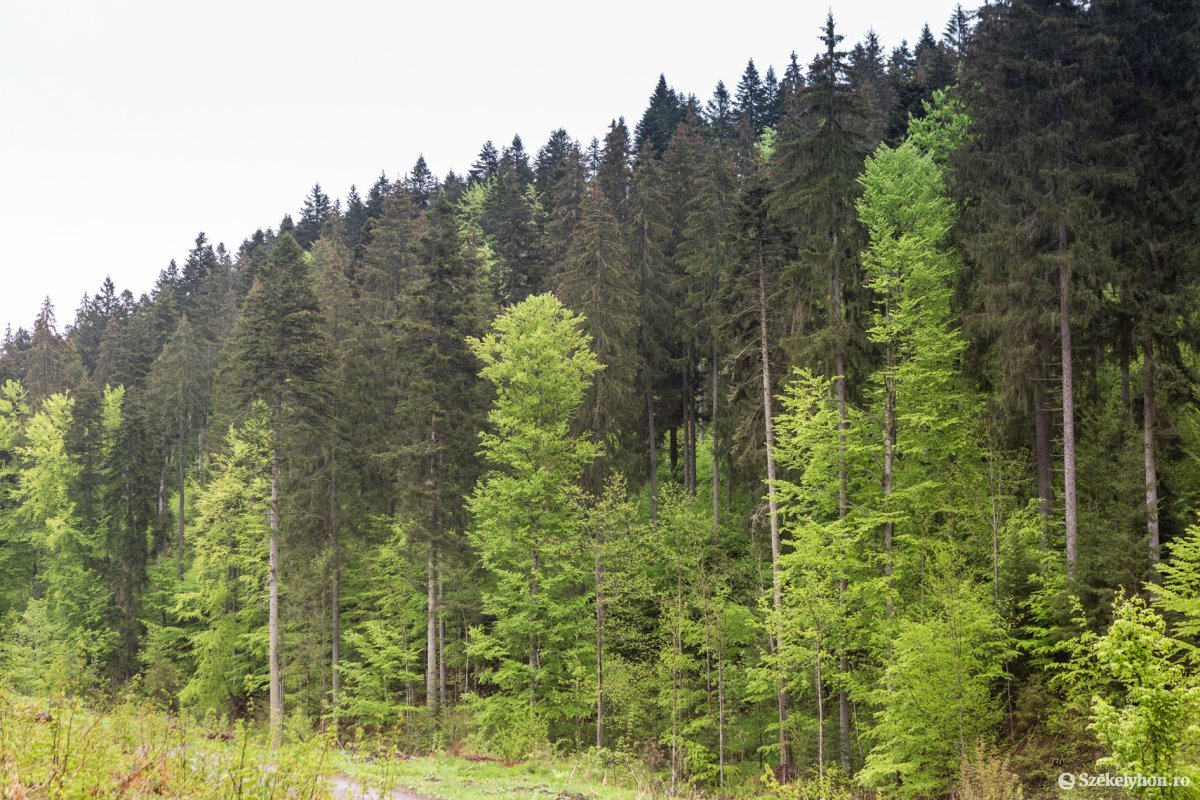 Akadályoznák az erdőgazdálkodást: Románián és Magyarországon kívül további kilenc EU-tagállam tiltakozik a brüsszeli terv ellen