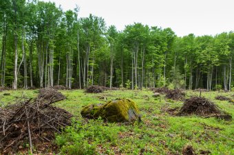 Masszív erdőfelújítási munkálatok zajlottak tavaly, nincs erdélyi megye a top 3-ban