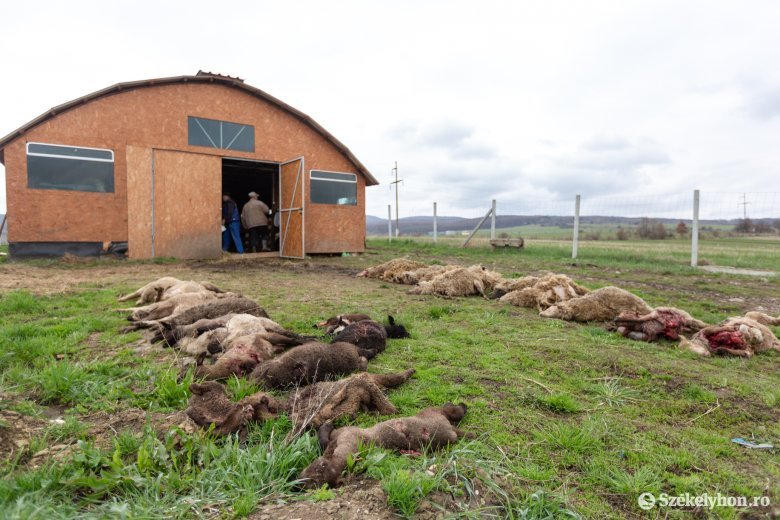  Sokasodnak a medvekárok Farkaslaka községben, késlekedik a kilövési engedély