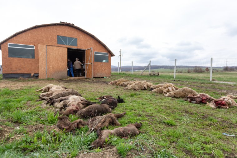 Több mint negyven jószágot pusztítottak el a medvék egy éjszaka alatt Farkaslaka községben