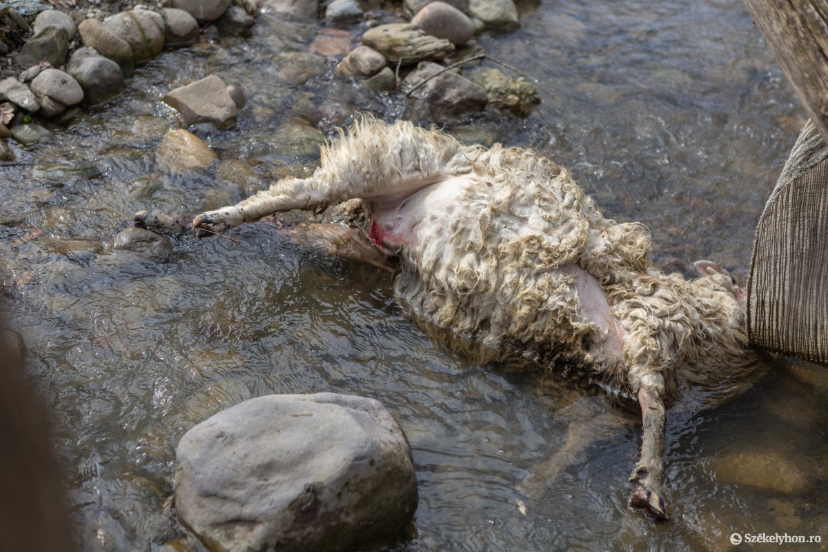 Állatokat ölt a medve Mikóújfaluban