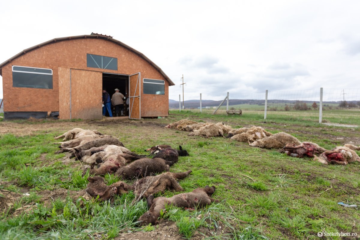 Több mint negyven jószágot pusztítottak el a medvék egy éjszaka alatt Farkaslaka községben