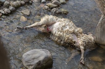 Állatokat ölt a medve Mikóújfaluban