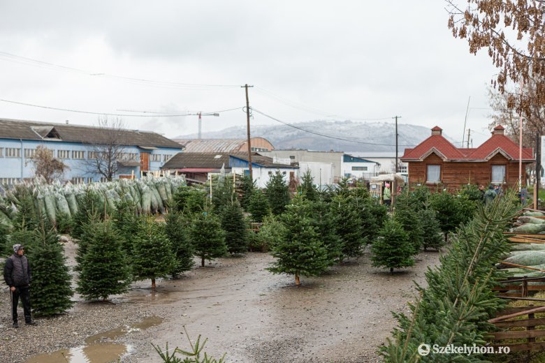 Karácsonyfadömping az erdélyi piacon: aggódnak a kiskereskedők, hogy a nyakukon maradnak a kivágott fák