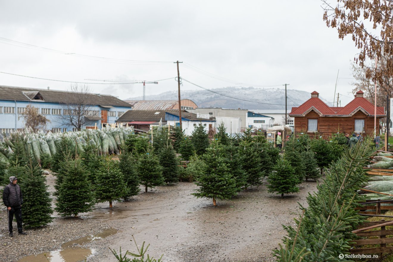 Karácsonyfadömping az erdélyi piacon: aggódnak a kiskereskedők, hogy a nyakukon maradnak a kivágott fák